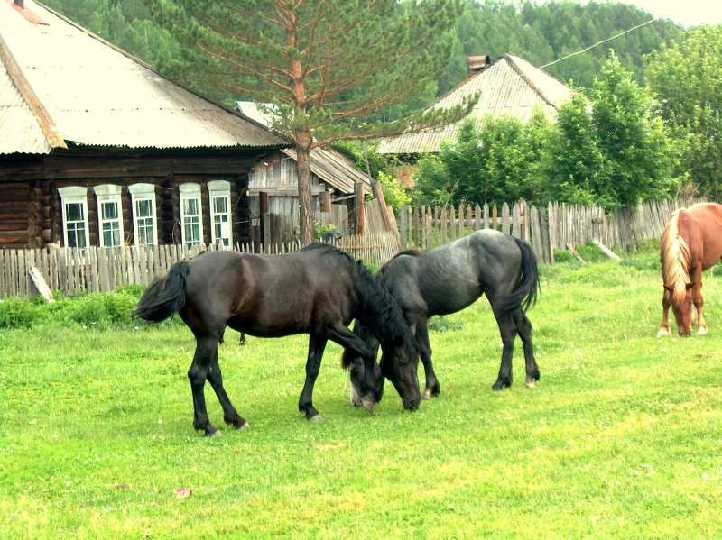 Dorfidylle mit Pferden